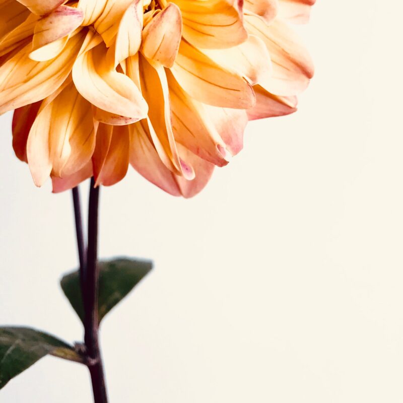 Peach Dahlia Peach Dahlia fine art photography