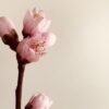 Peach Blossom fine art photography