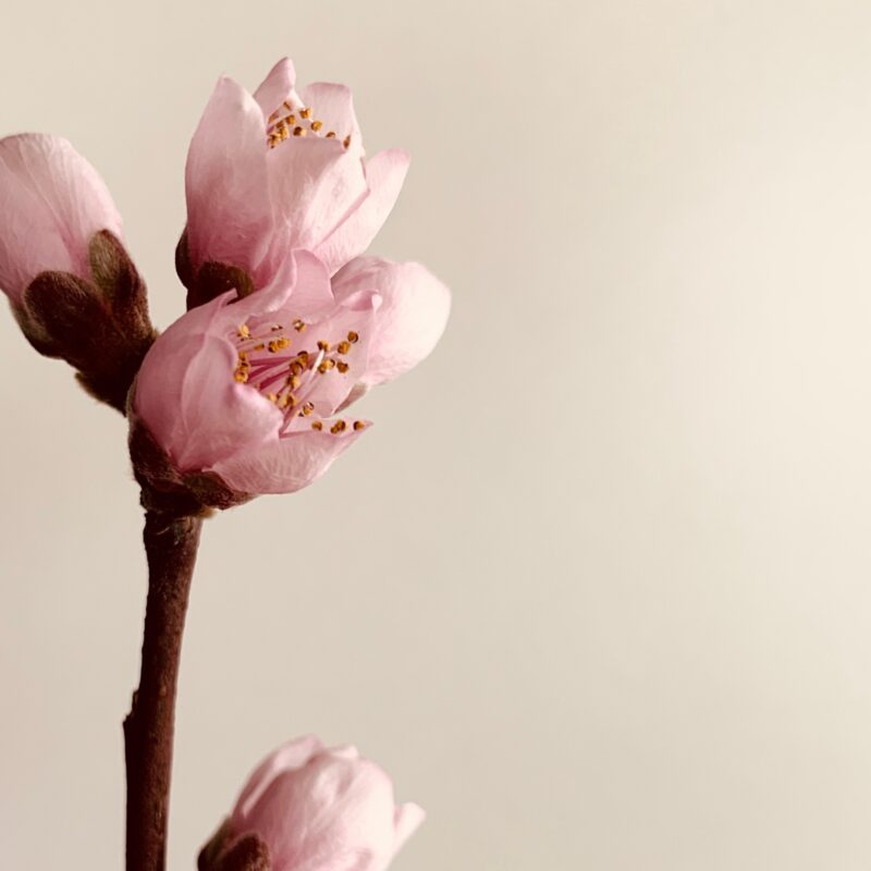 Peach Blossom Peach Blossom fine art photography