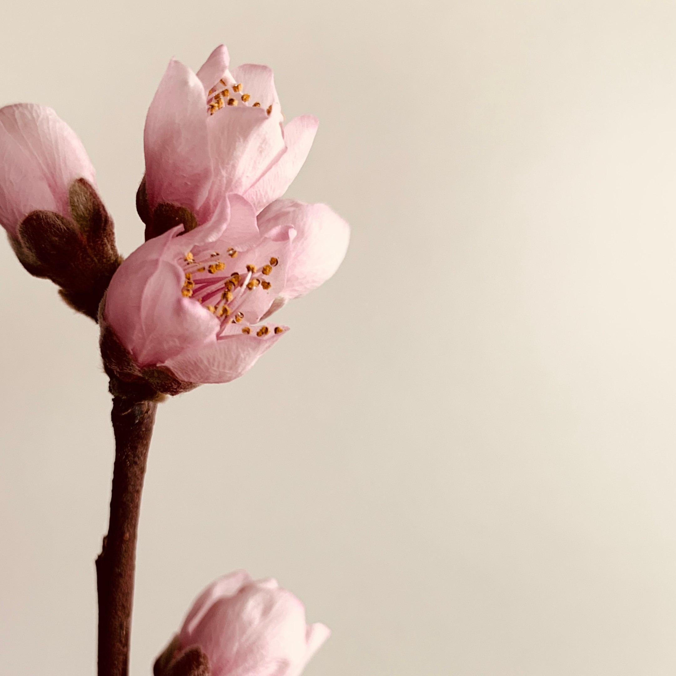 Peach Blossom fine art photography