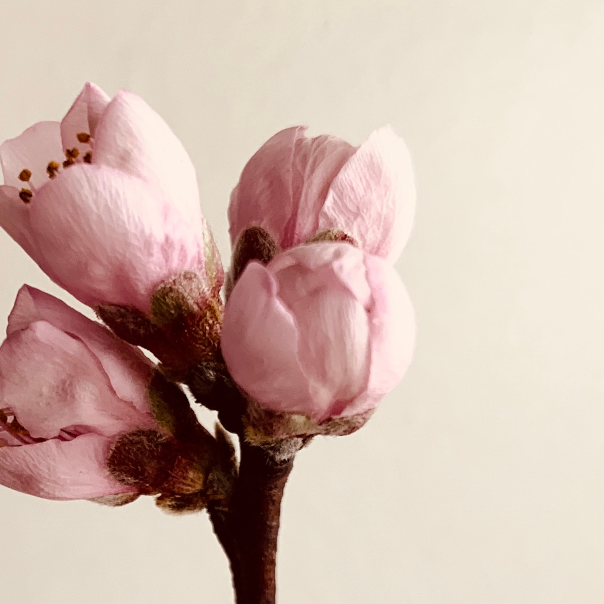 Orchard Conversation Orchard Conversation fine art photography