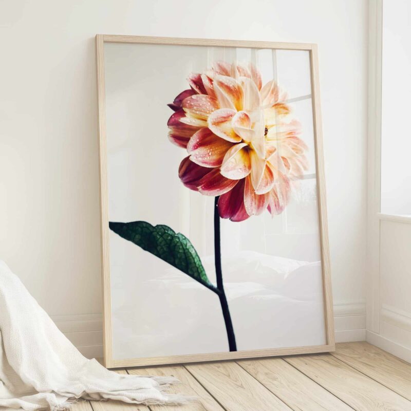 Blush Mist Blush Mist fine art photography