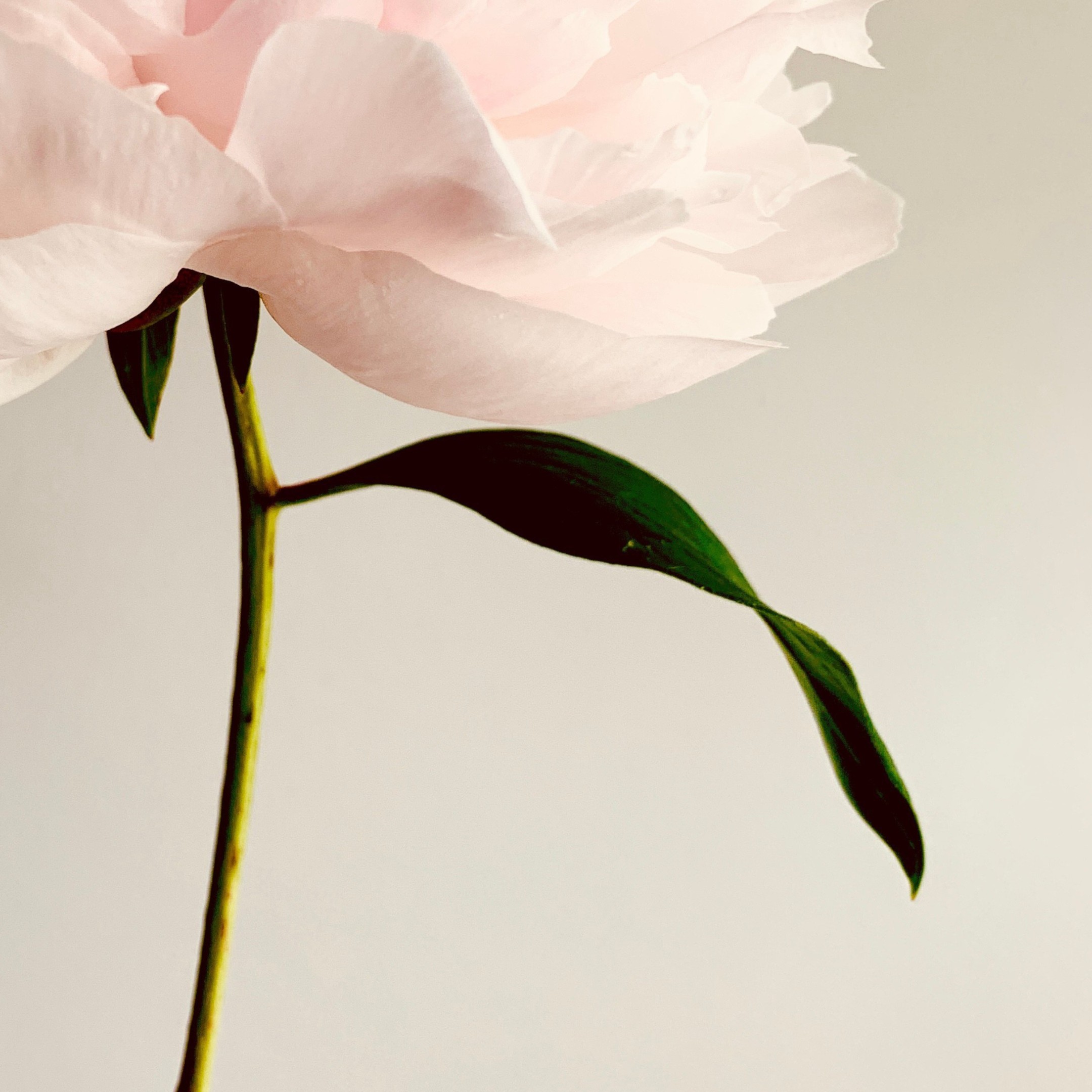 Blush Poise Blush Poise fine art photography