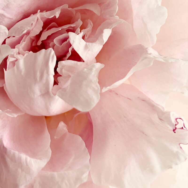 Pink Peony Bloom Pink Peony Bloom fine art photography