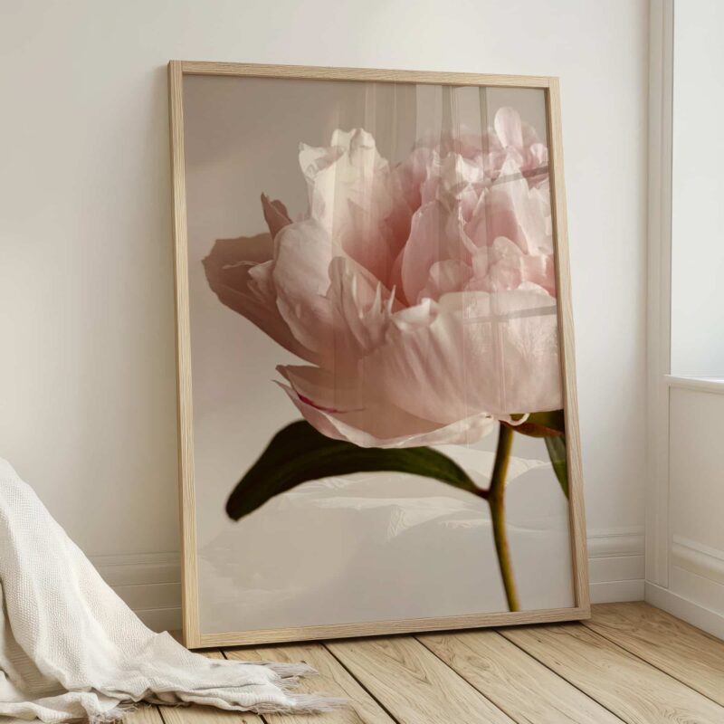 Pink Peony Profile Pink Peony Profile fine art photography