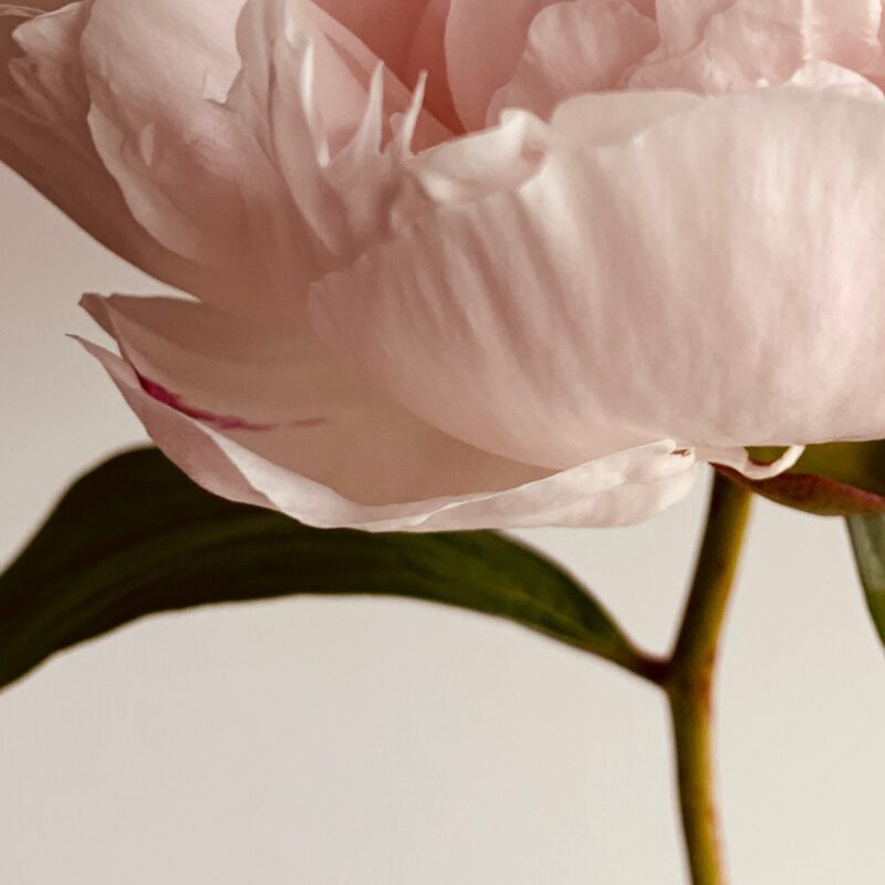 Pink Peony Profile Pink Peony Profile fine art photography