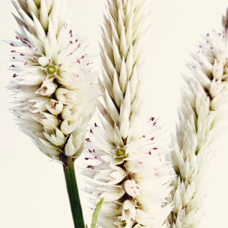 Flamingo Celosia Flamingo Celosia fine art photography