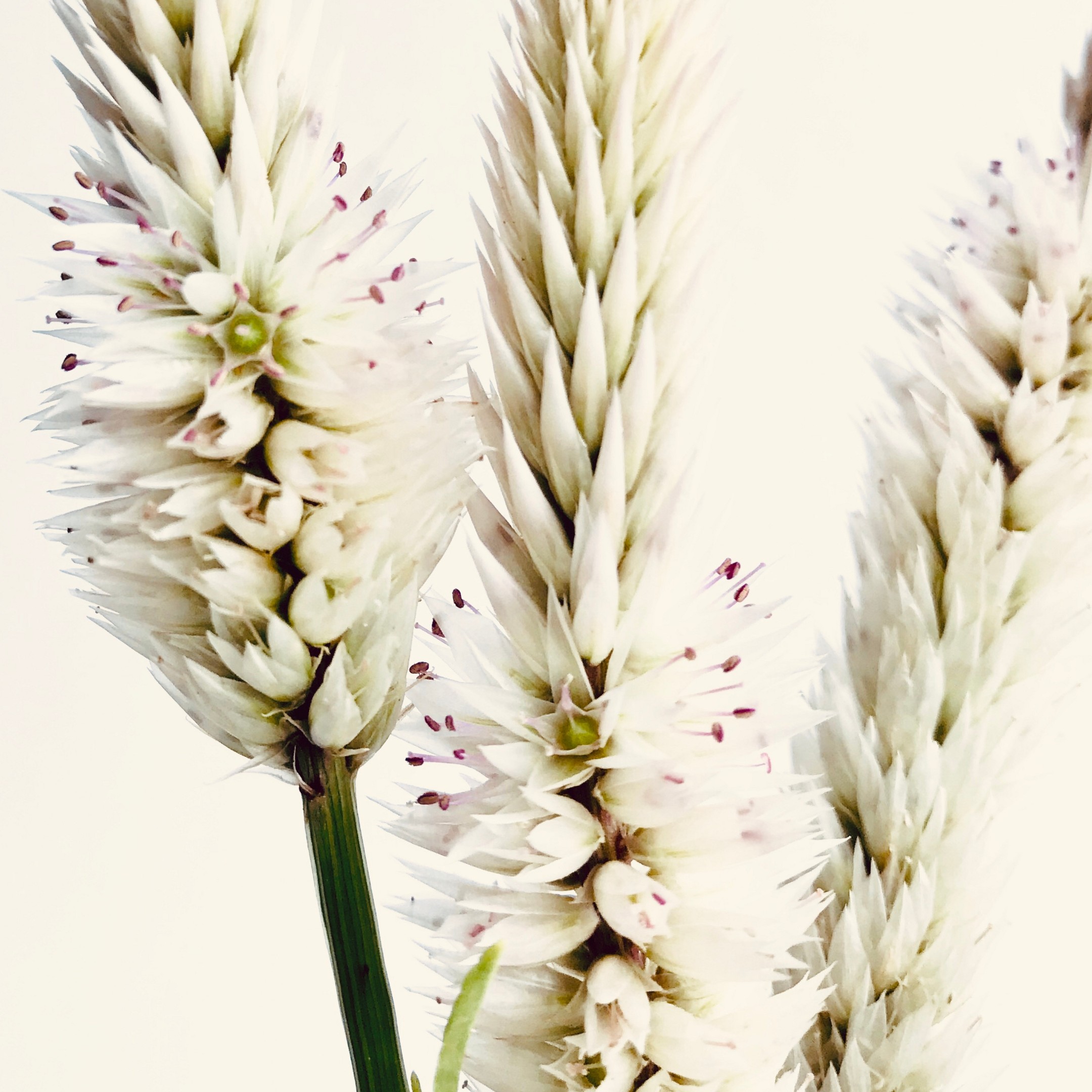 A Season of Stillness fine art photography