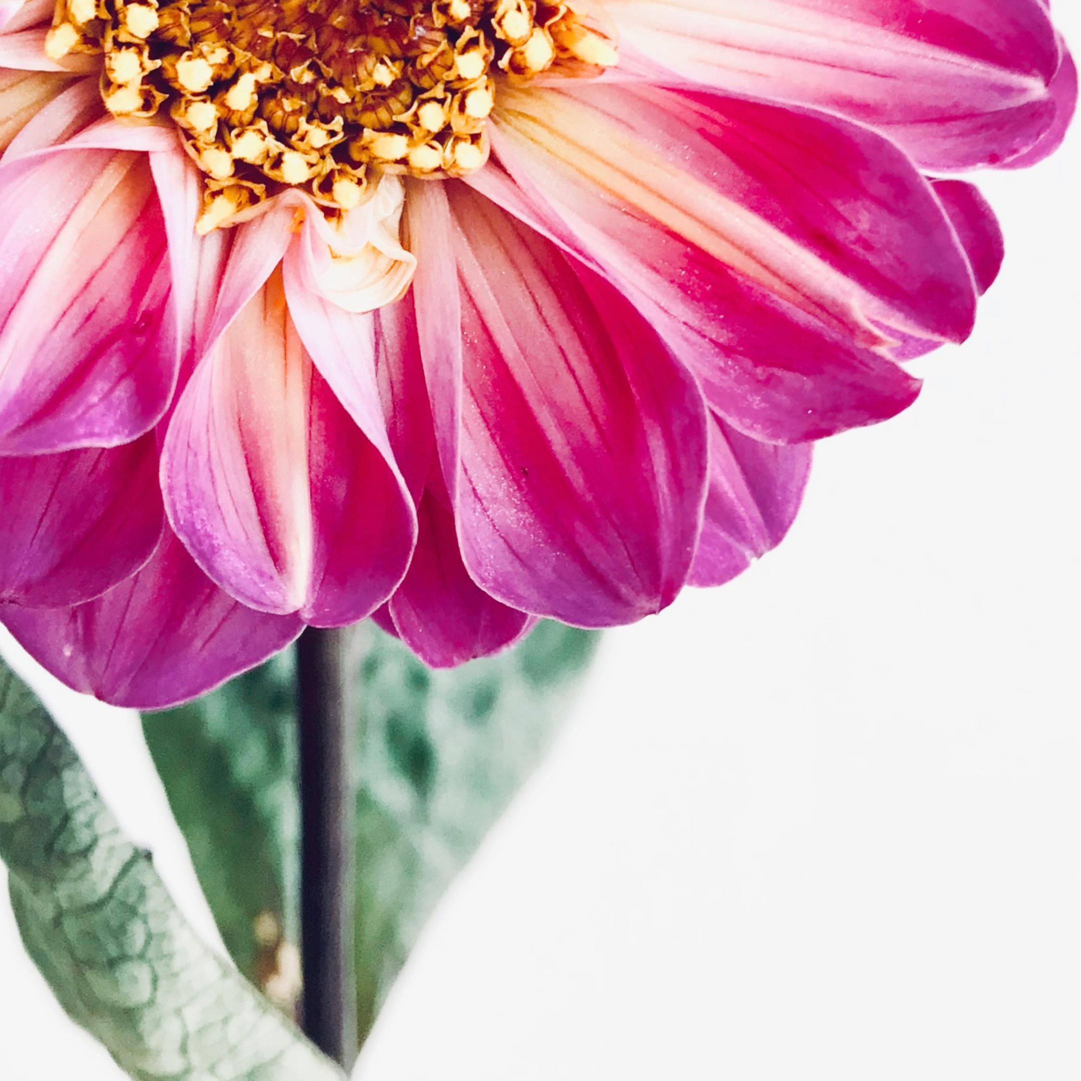 Garden Jewel Garden Jewel fine art photography