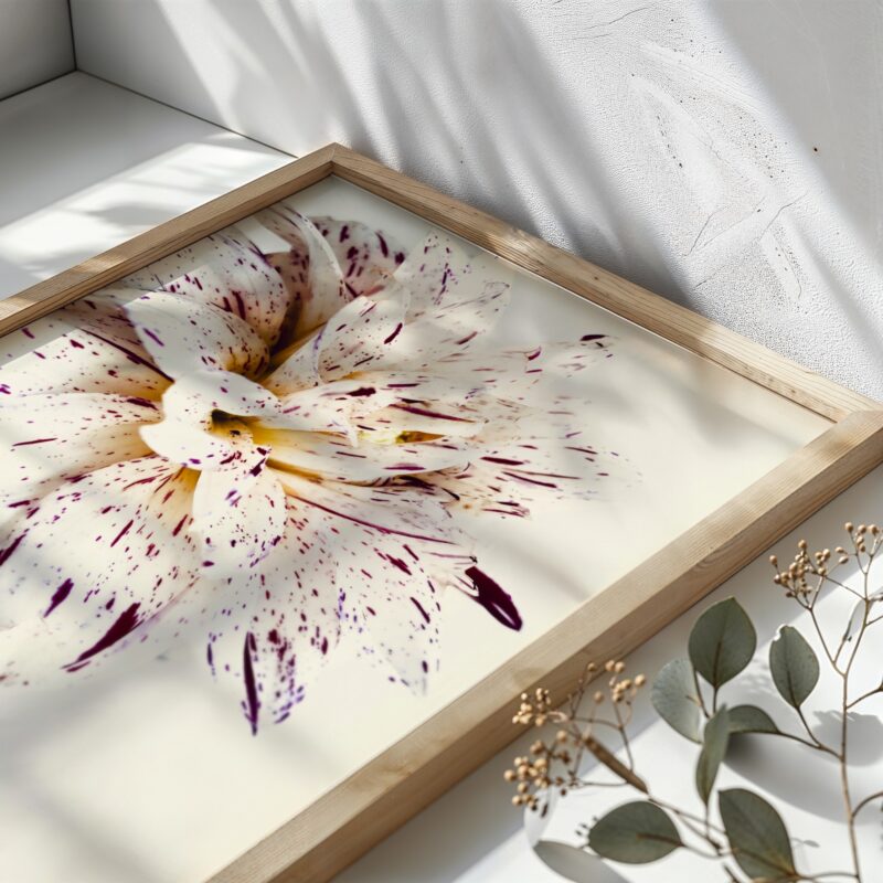 Speckled Dahlia Speckled Dahlia fine art photography