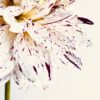 Speckled Dahlia Speckled Dahlia fine art photography