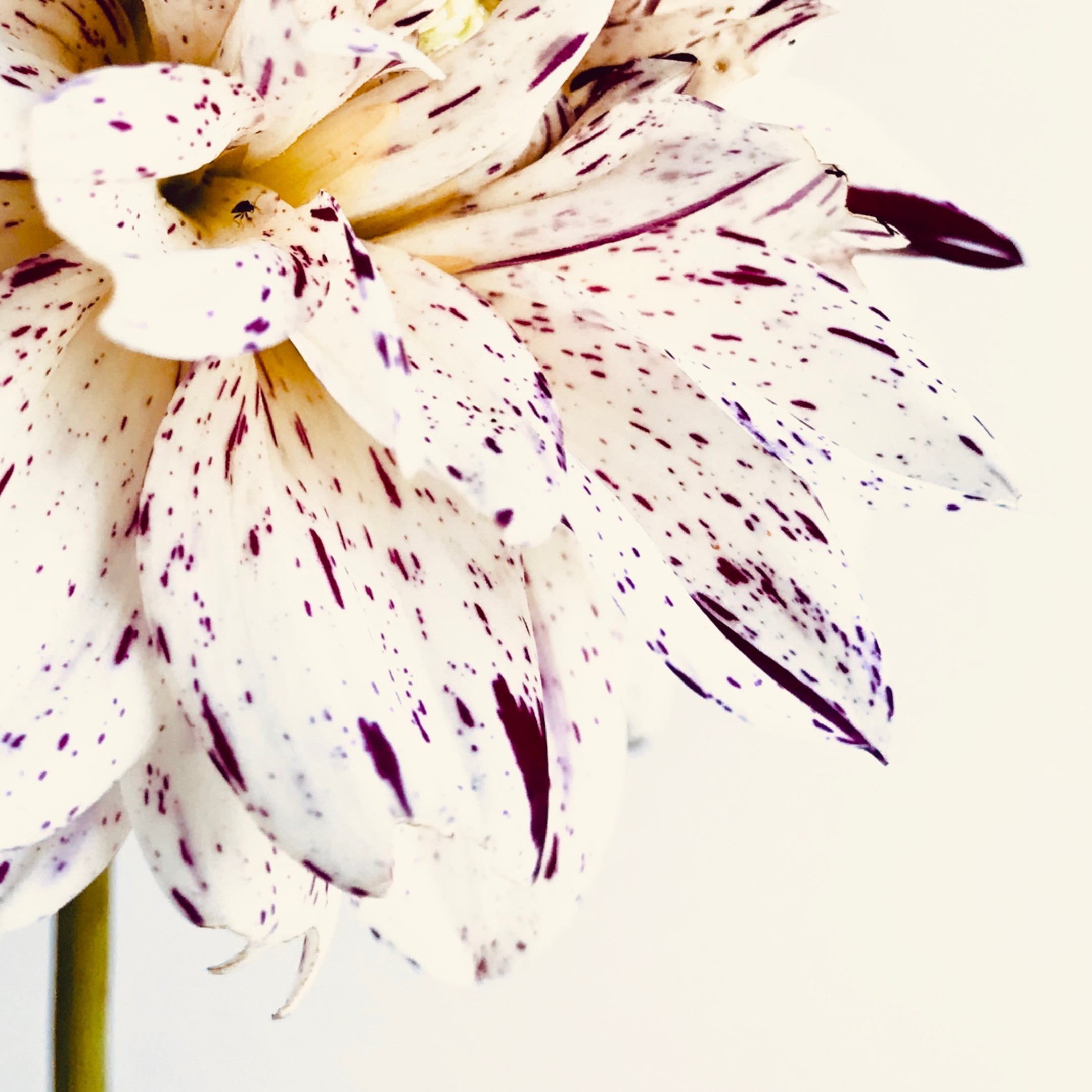 Speckled Dahlia Speckled Dahlia fine art photography