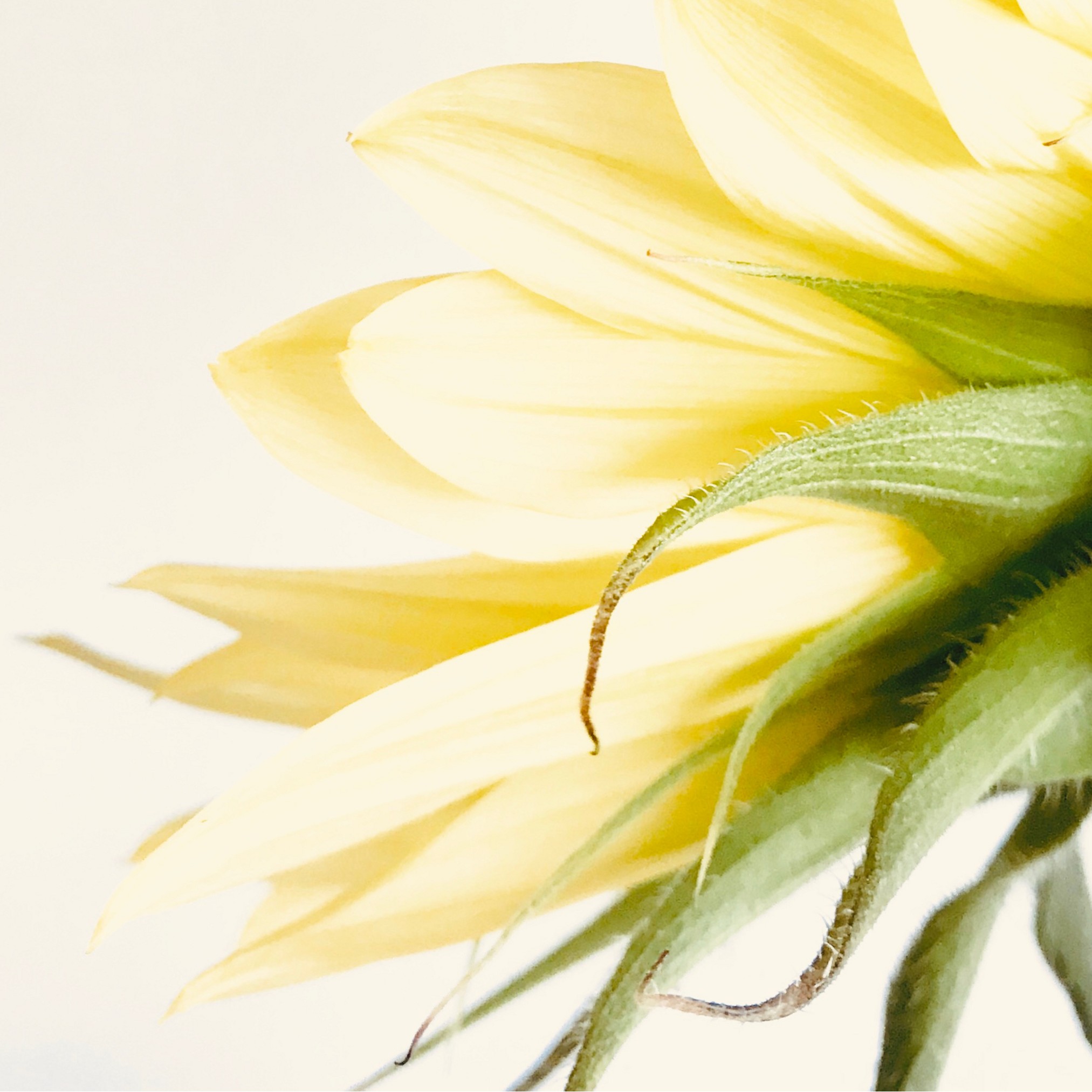 Sunlit Halves Sunlit Halves fine art photography