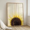 Sunflower Rising fine art photography