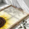 Sunflower Rising fine art photography