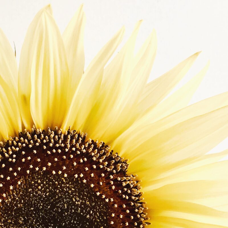 Sunlit Halves Sunlit Halves fine art photography