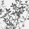 Tonal Herbarium Tonal Herbarium fine art photography