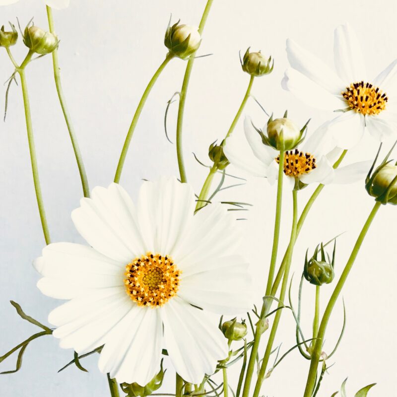 A Season of Stillness fine art photography