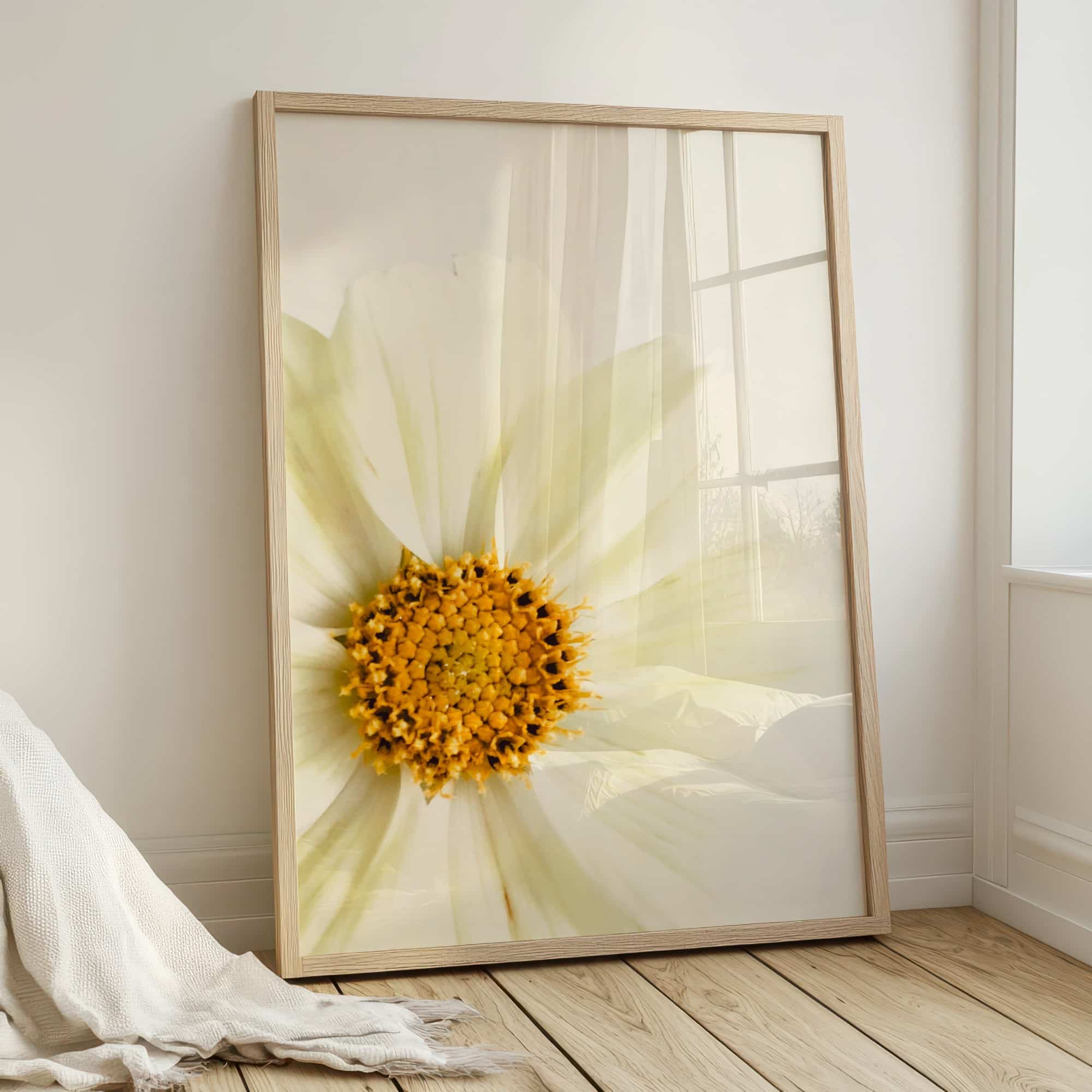 White Cosmos fine art photography