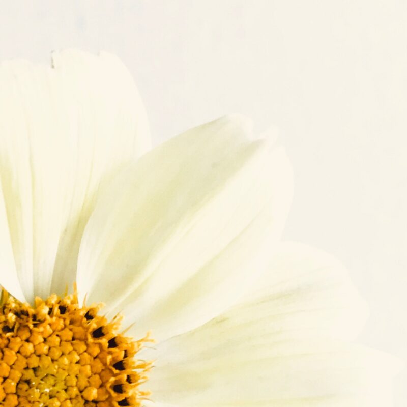 White Cosmos White Cosmos fine art photography