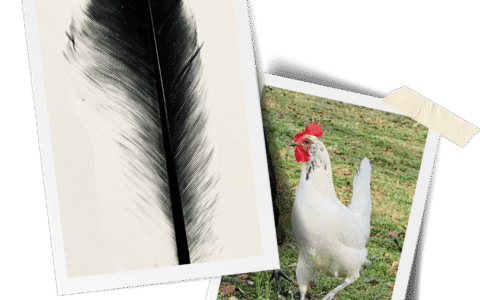 Her Name’s Ella, Y’all