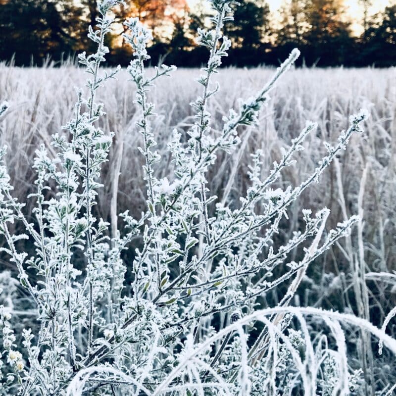 Winter’s Breath Winter’s Breath botanical wall art