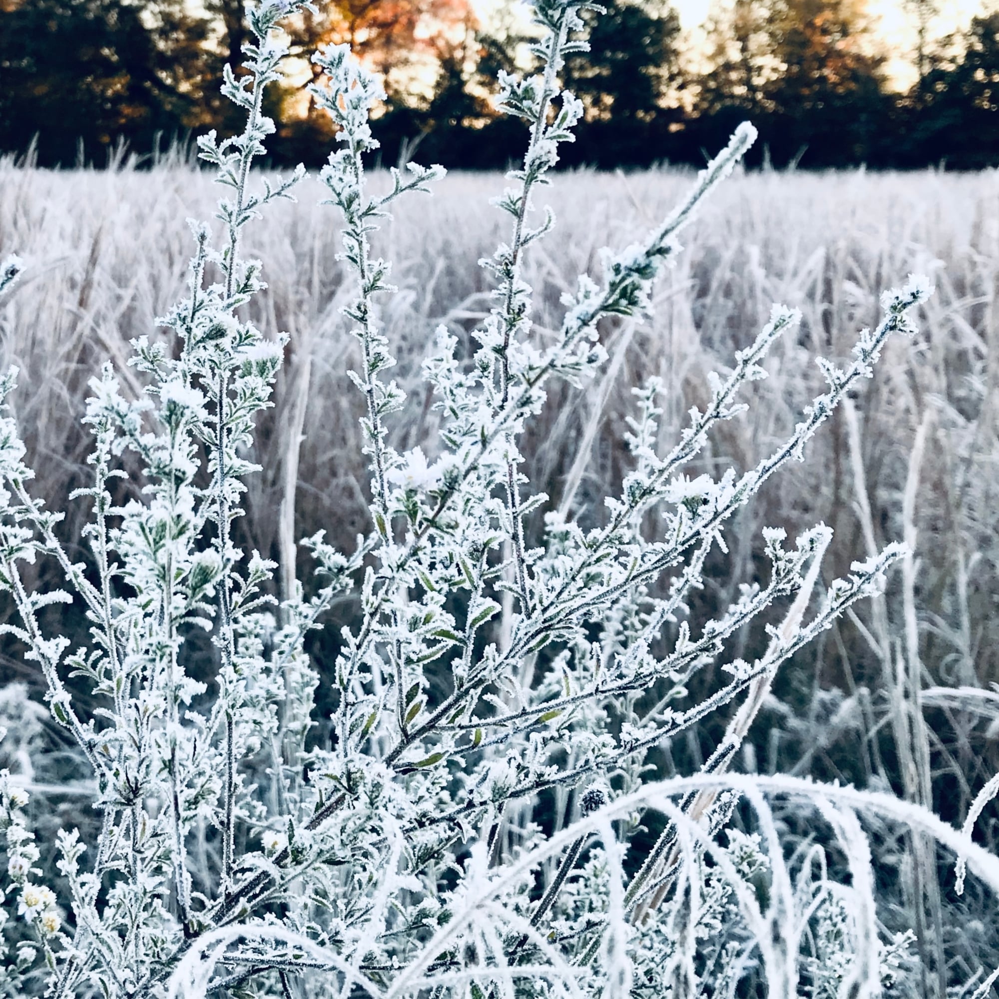 Winter’s Breath Winter’s Breath botanical wall art
