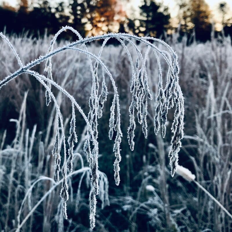 Frosted Bend Frosted Bend botanical wall art