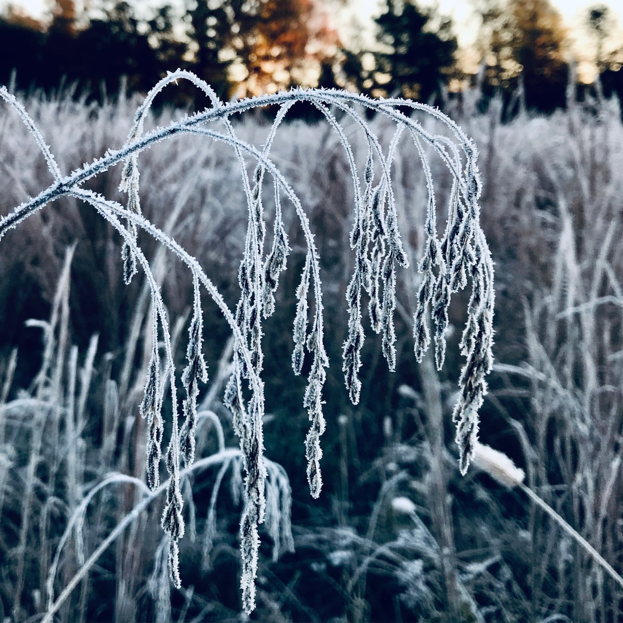 Frosted Bend Frosted Bend botanical wall art