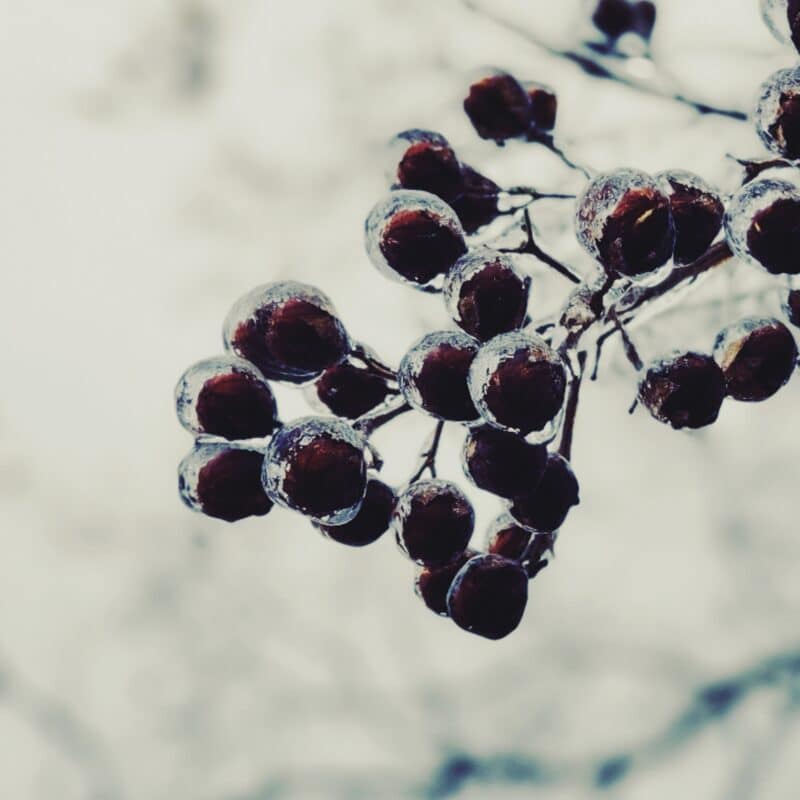 Berries Beneath Berries Beneath botanical wall art
