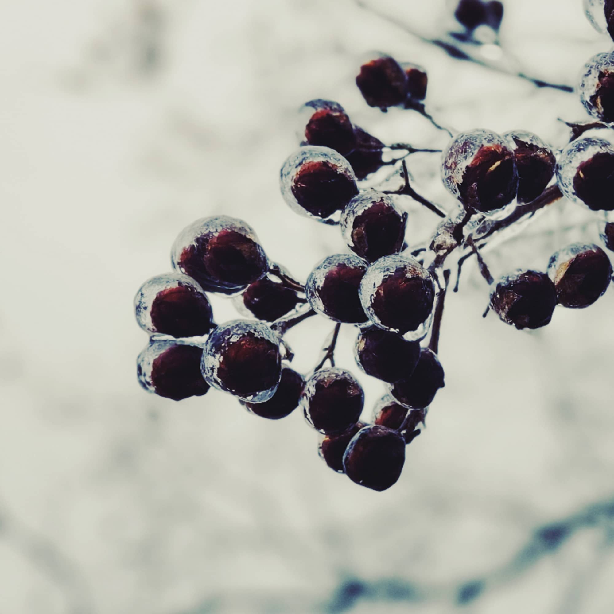 Berries Beneath Berries Beneath botanical wall art