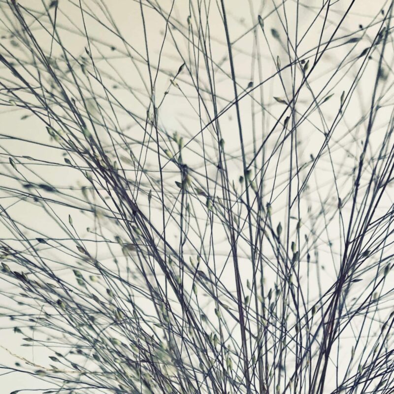 Seed Script fine art photography