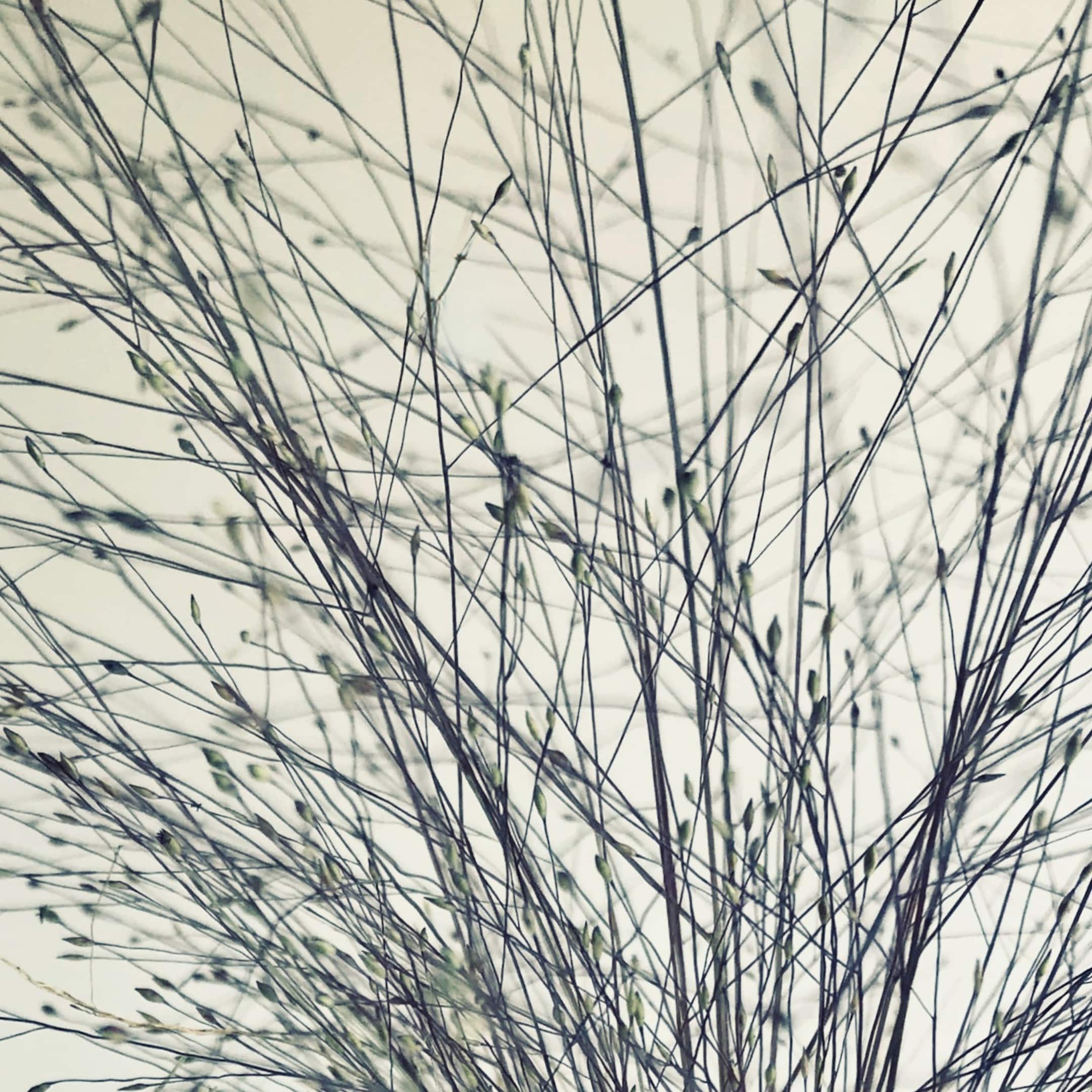 Seed Script fine art photography