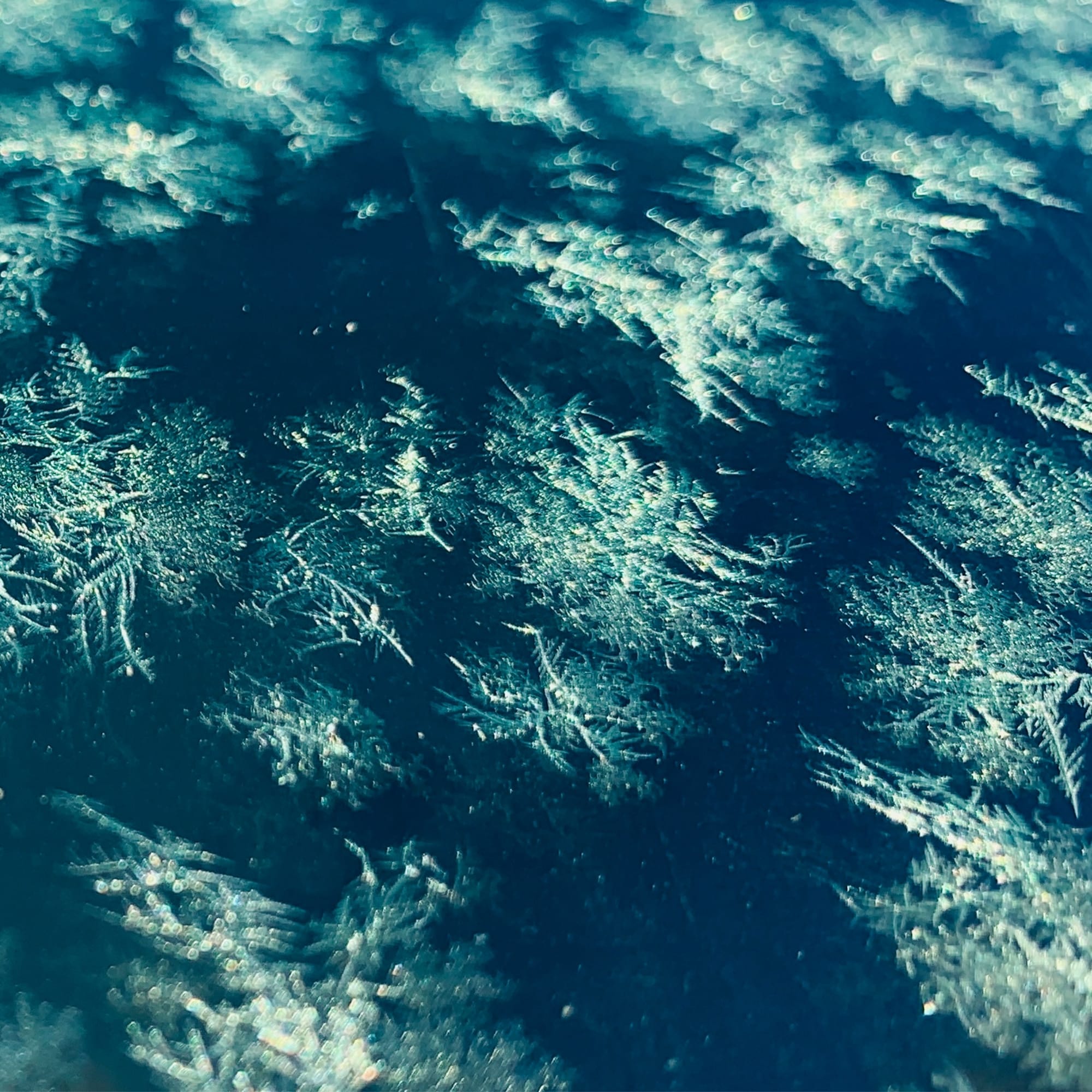 Fern of the Frost natural objects wall art