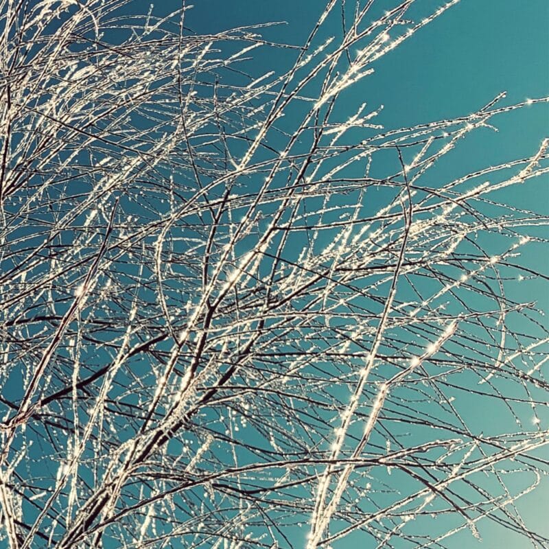 Icy Willow Icy Willow botanical wall art