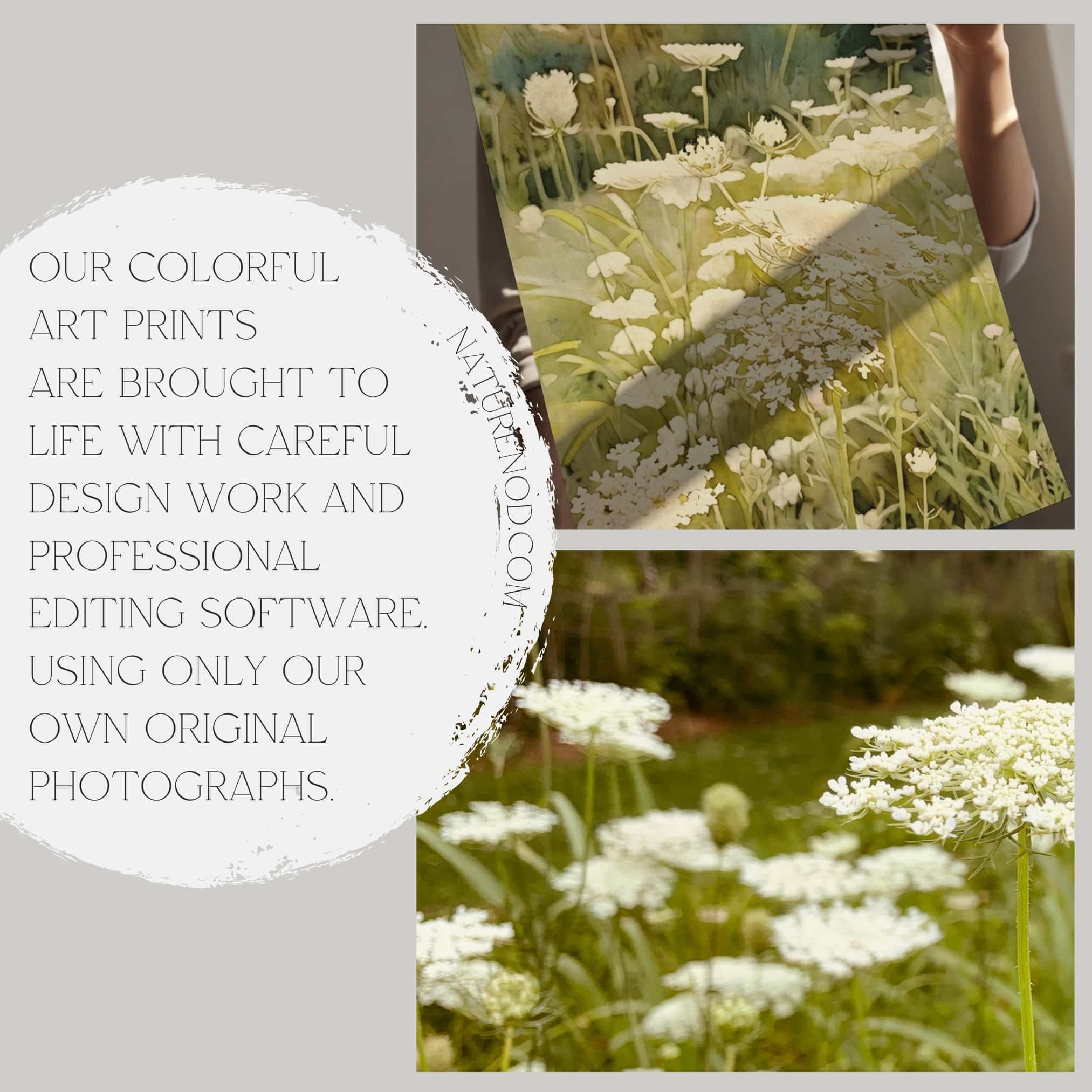 Morning Cosmos botanical wall art