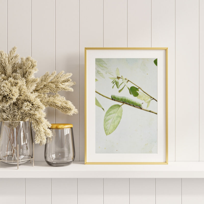 Orchard Wanderer wildlife wall art