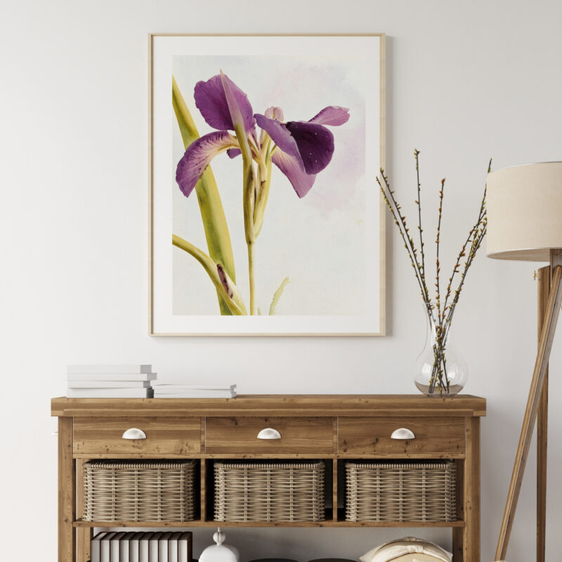 Iris in Light botanical wall art